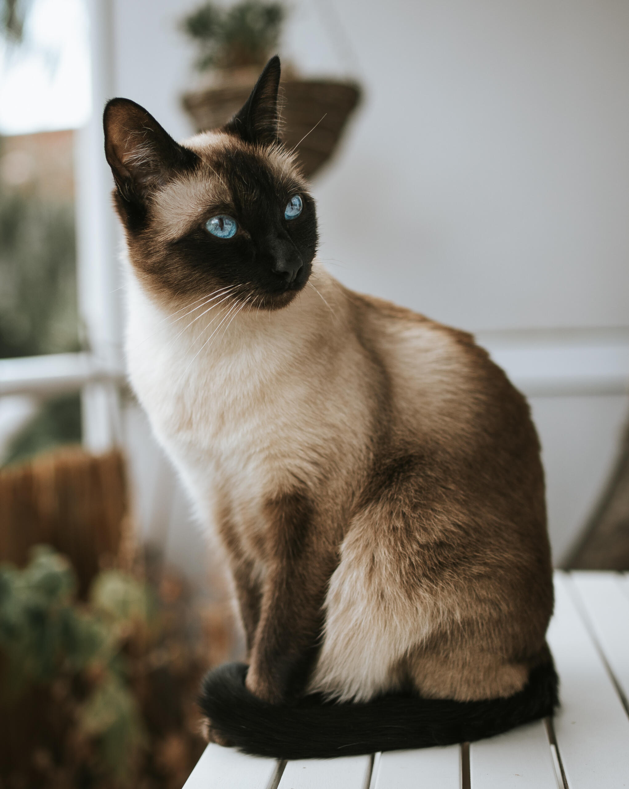Siamese cat looking off-camera