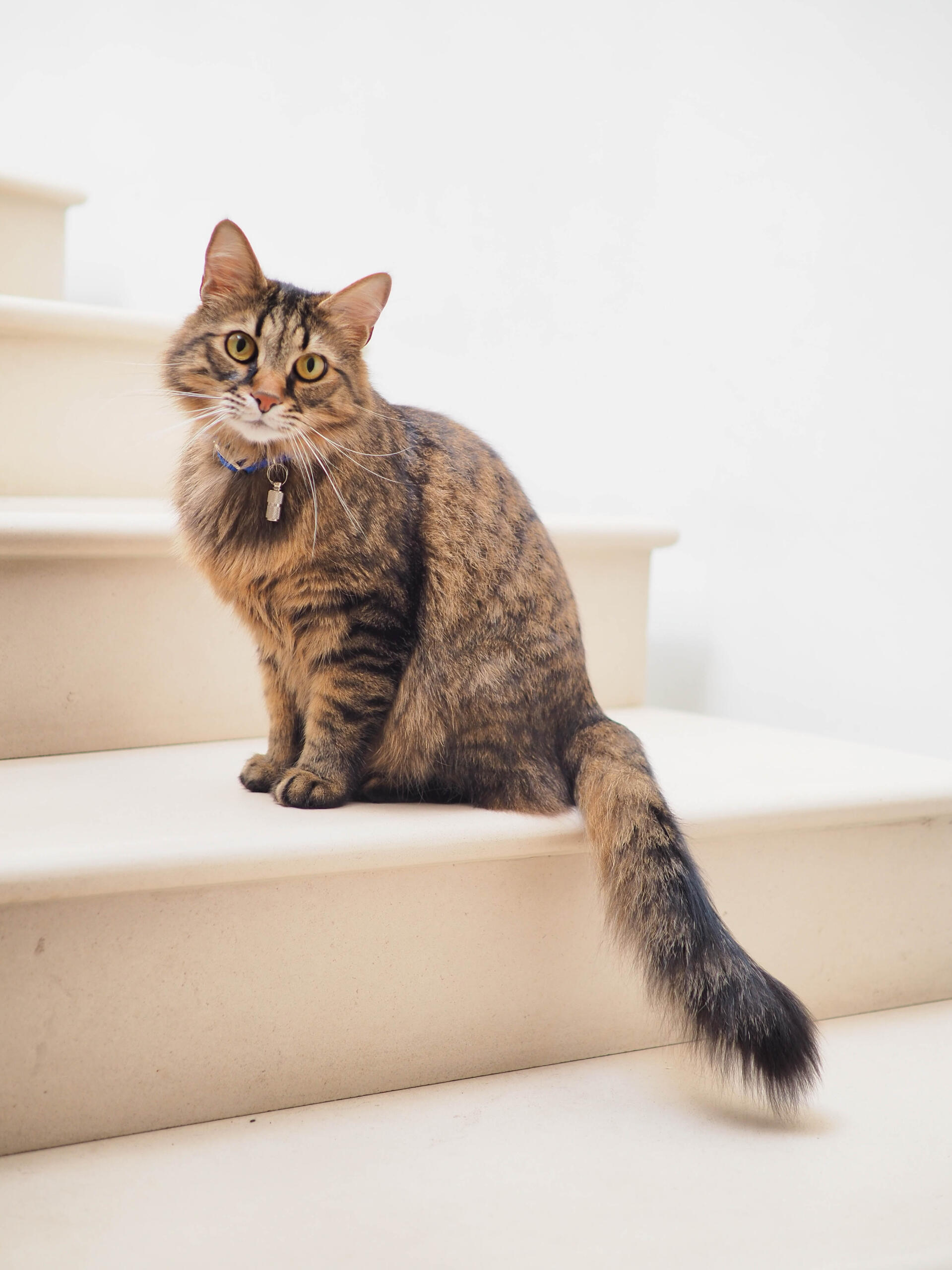 Brown tabby sitting on steps