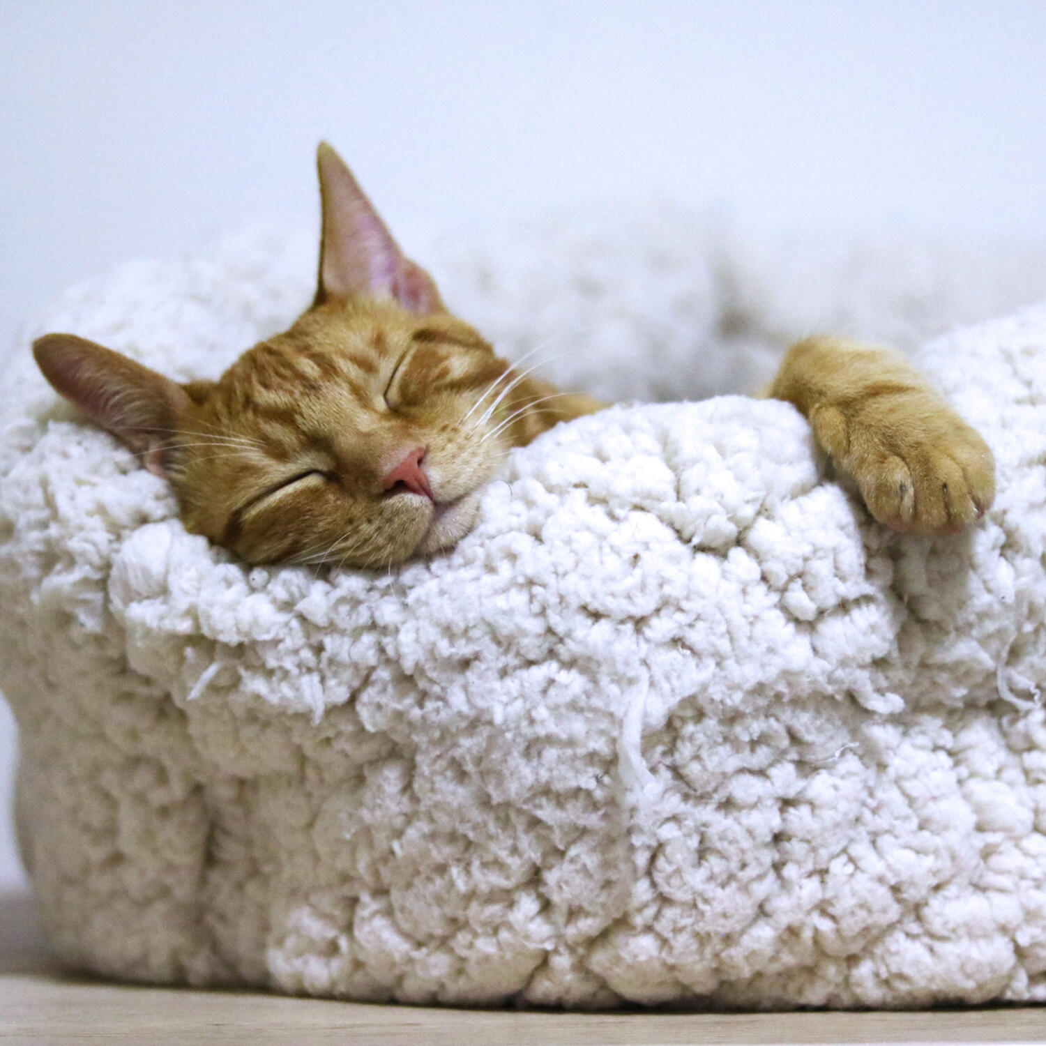 cat asleep in plush bed