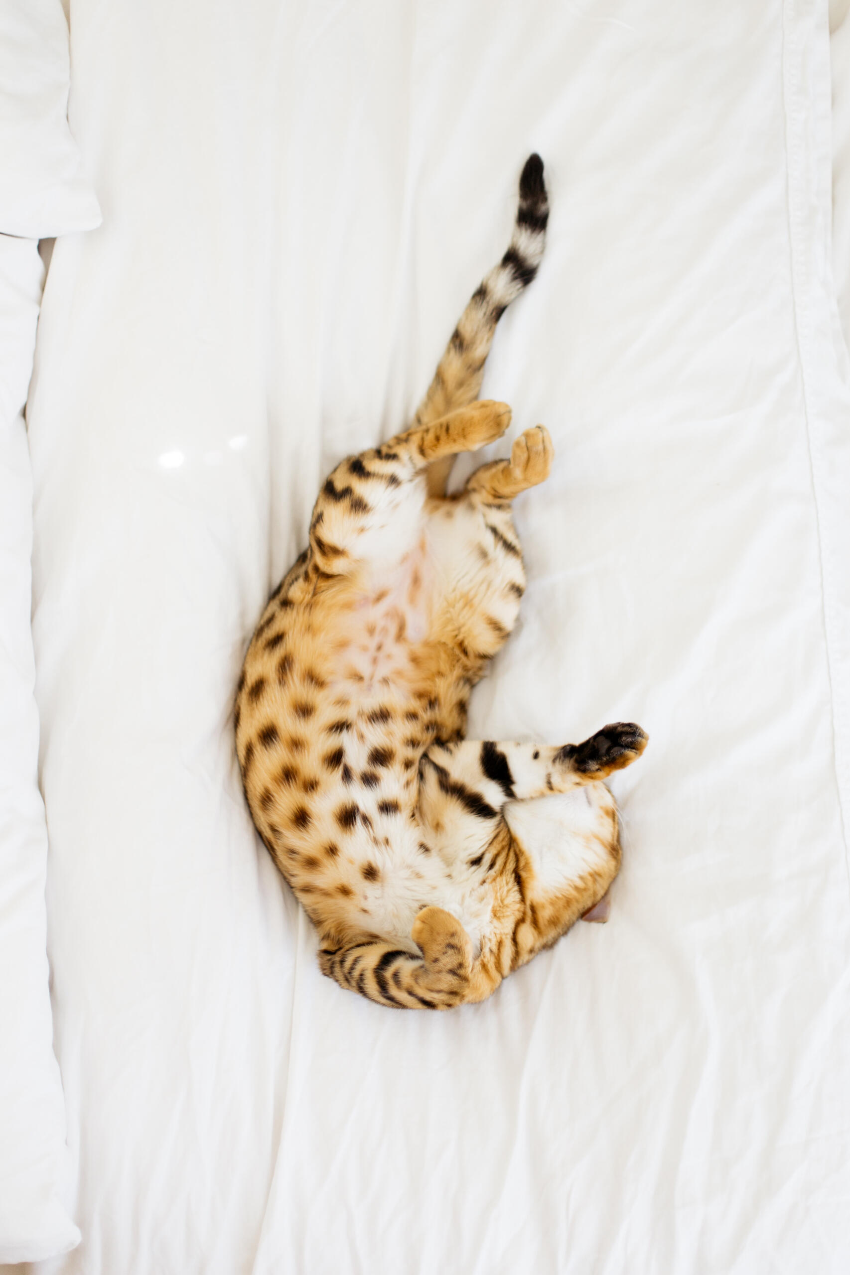 Spotted cat on back